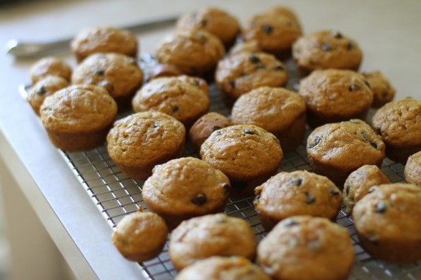 pumpkin chocolate chip muffins