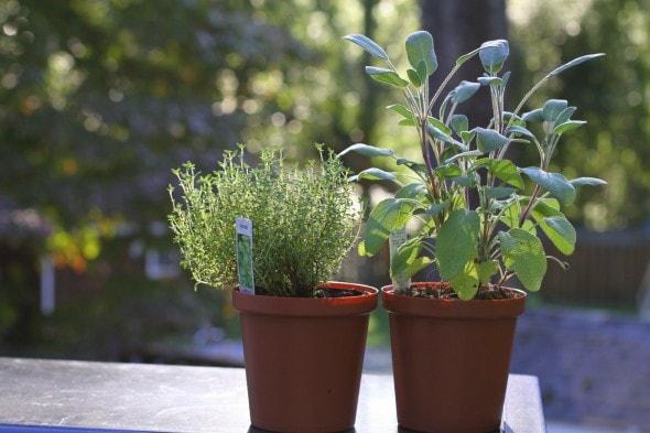 fresh herbs from Aldi