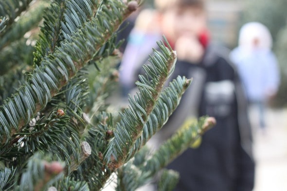 christmas tree branch detail shot