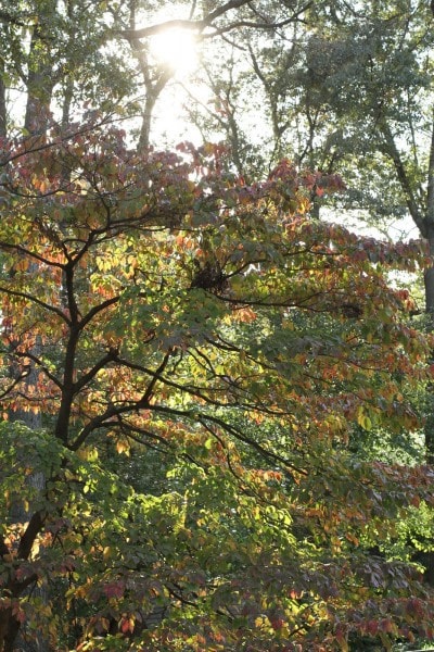 dogwood tree fall colors