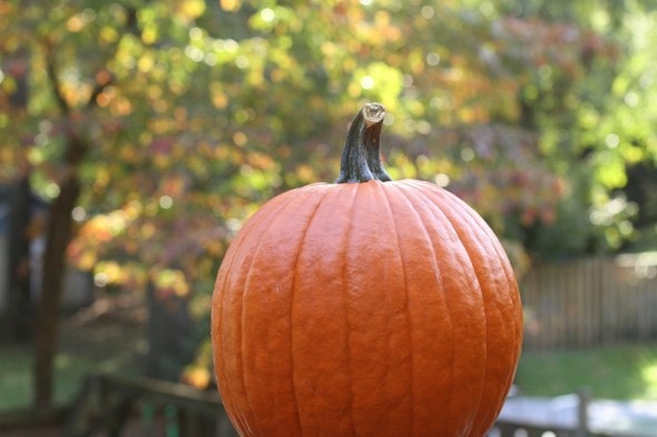 pumpkin with bokeh