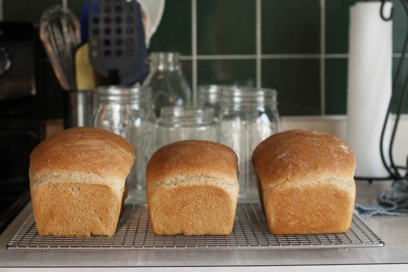 homemade whole wheat sandwich bread