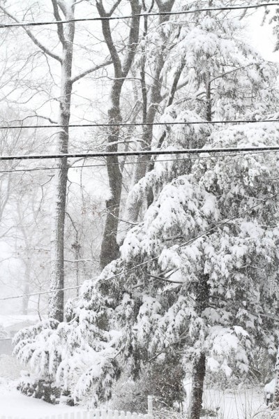 snow covered evergreen