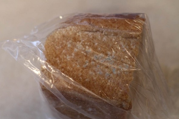 moldy bread