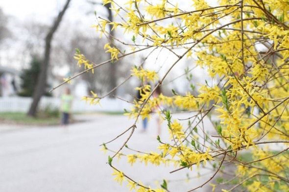 blooming forsythia.