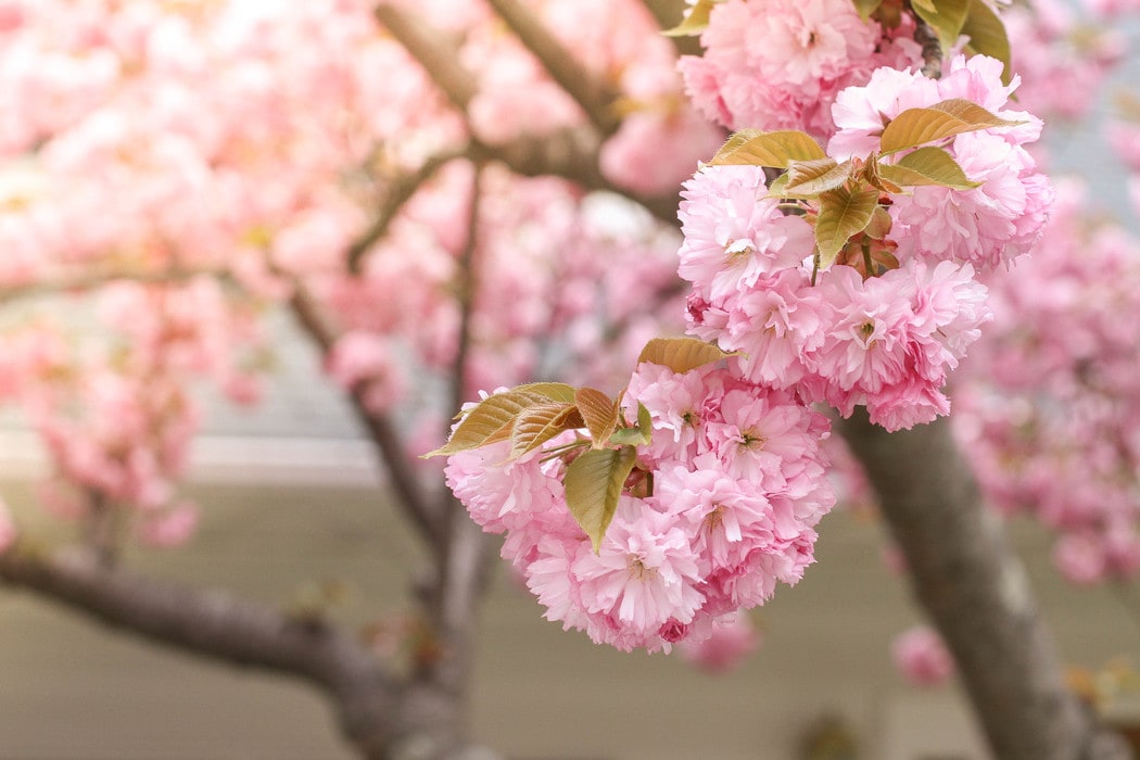 cherry blossoms