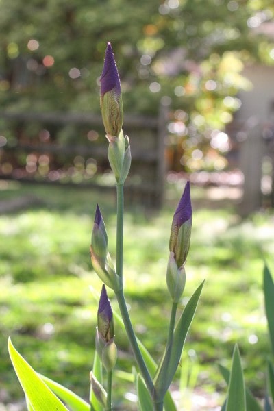 iris buds