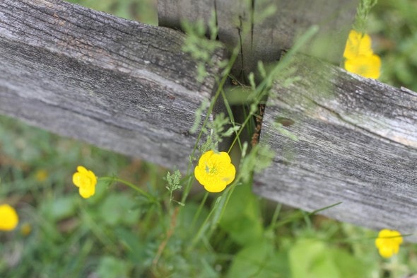 buttercups