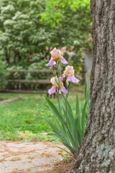 purple iris bloom