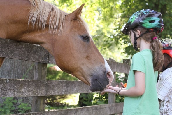 zoe feeding the horse