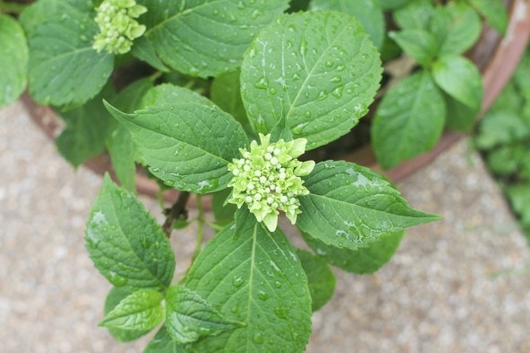 hydrangea with water droplets