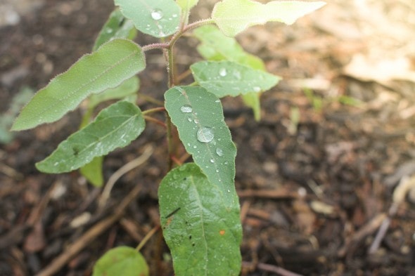 raindrop on lemon herb