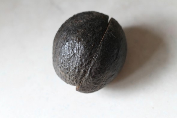 bad avocado