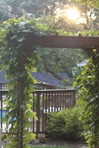 trellis with vines