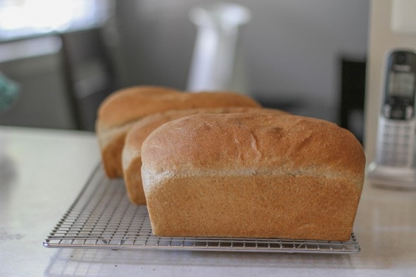 homemade whole wheat sandwich bread