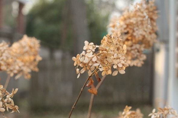 dried hydrangea