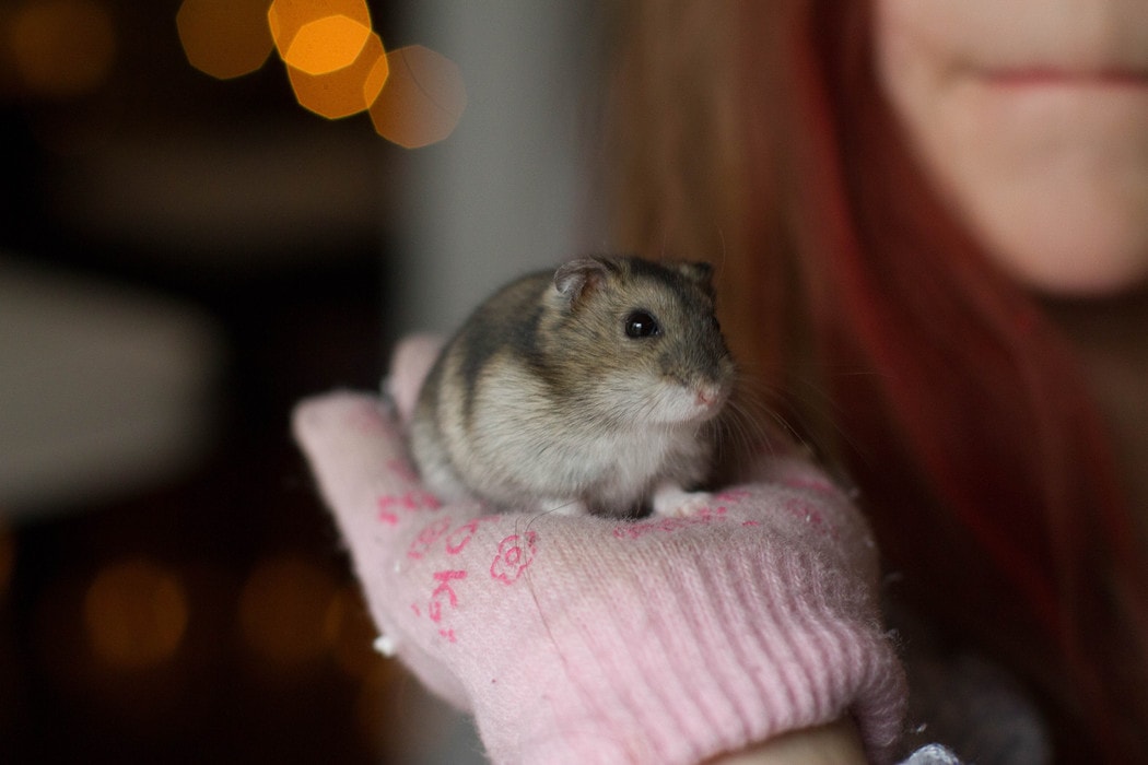 Huckle the hamster