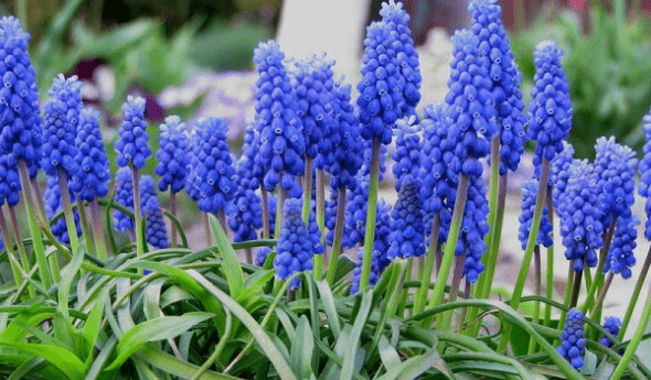 Blue Muscari bulbs in bloom.