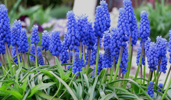 bluemuscari