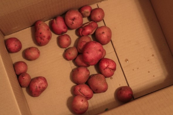 red potatoes
