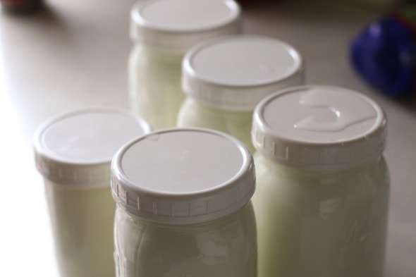 Five jars of homemade yogurt in glass Mason jars.