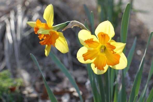 Two orange and yellow daffodils.