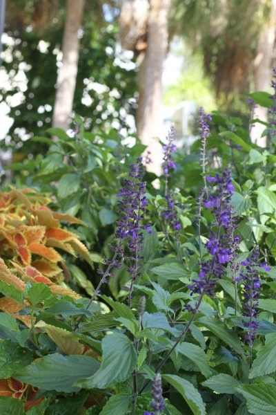 florida flowers