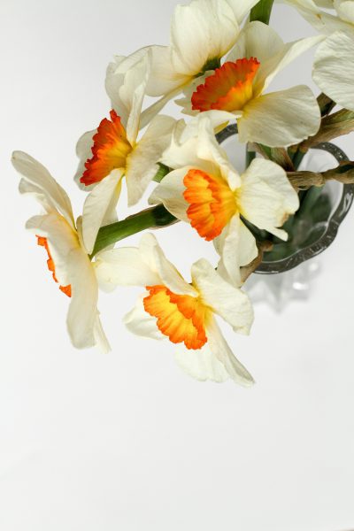 A daffodil bunch on a white background.