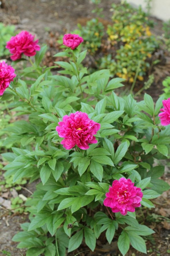 Aldi peony