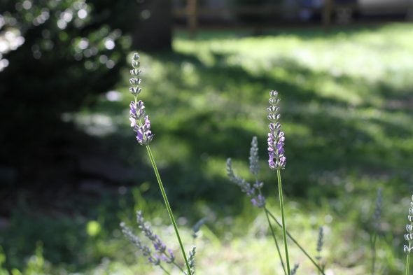 Small purple flowers in the sunshine.