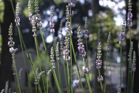 Lavender flowers in the sunshine.