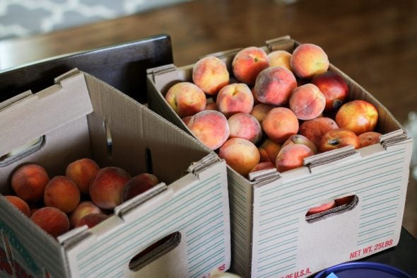Two cardboard boxes of bruised peaches.
