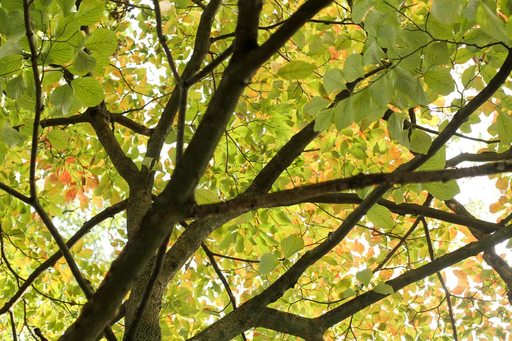 view up through green dogwood leaves.