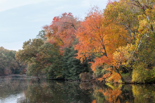 fall leaves by a lake.