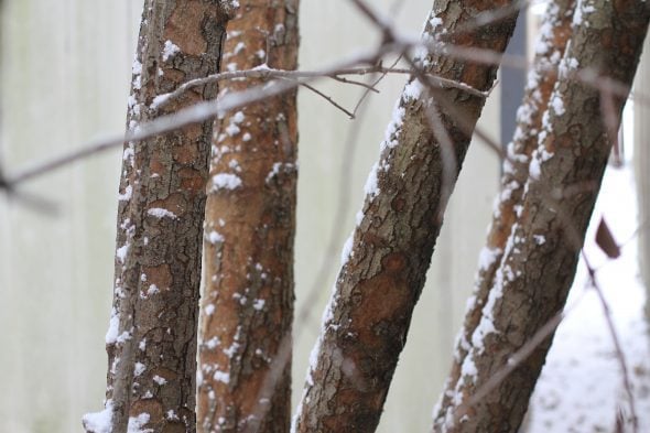 trees in snow