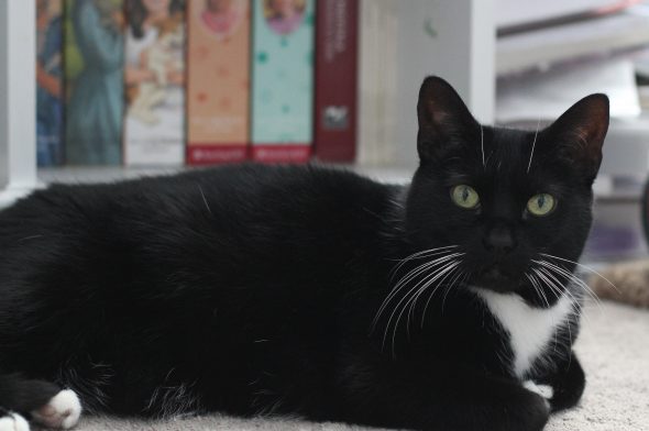 A black and white tuxedo cat in front of a bookshelf.