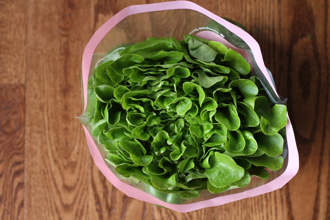 head of green lettuce.