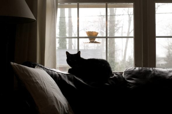 cat sitting on the back of the sofa