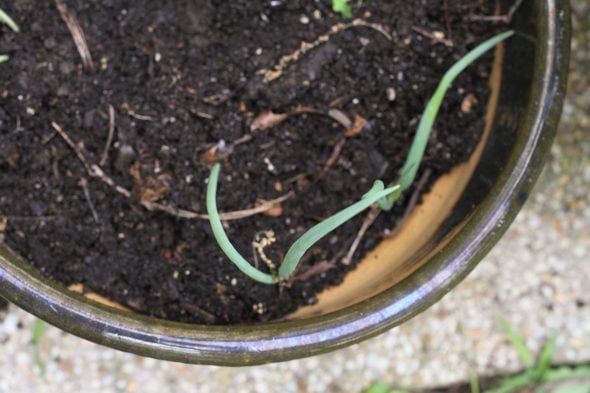 green onion in a pot.