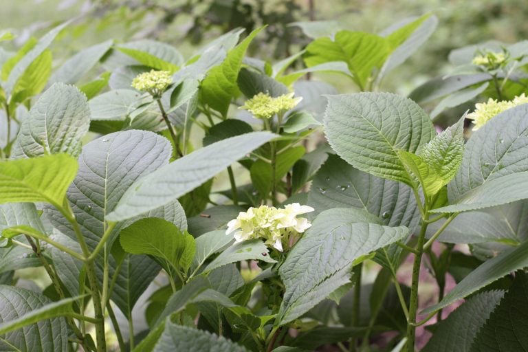 hydrangea bush