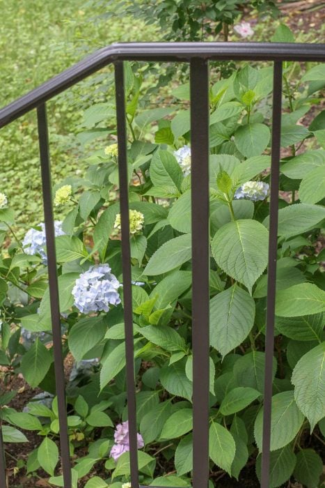 A hydrangea viewed through a black metal railing.