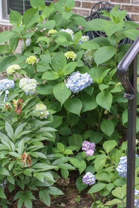 A hydrangea bush with blue flowers.