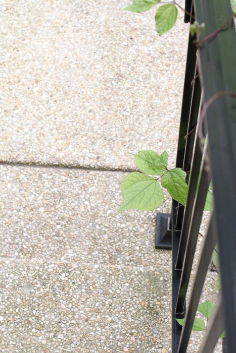 A bean leaf peeking through a railing.