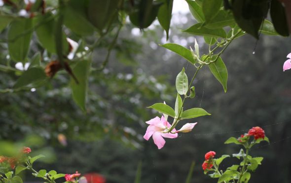 pink flower