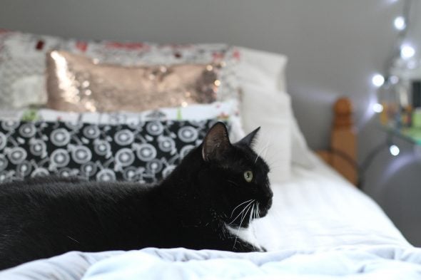 tuxedo cat lying on a bed