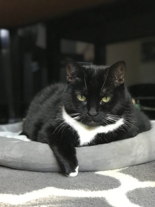 tuxedo cat sitting in a cat bed