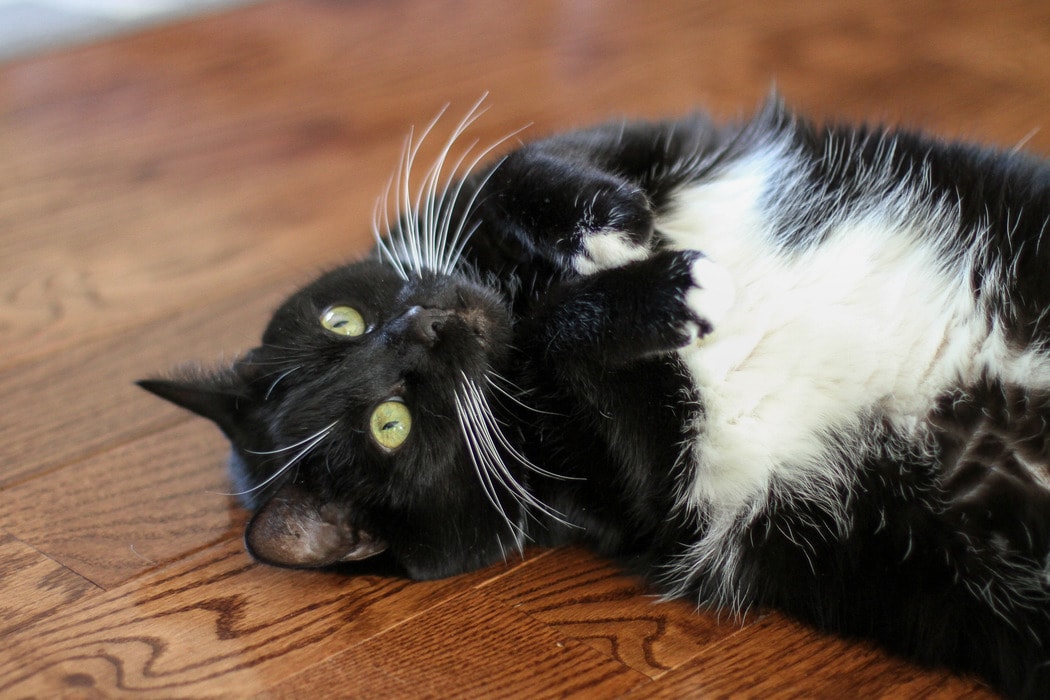 Owning a cat An honest review The Frugal Girl