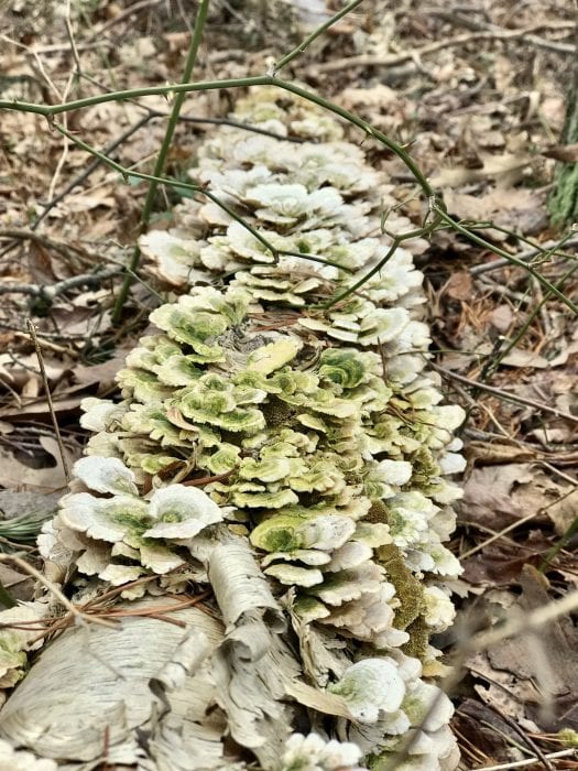 shelf lichen