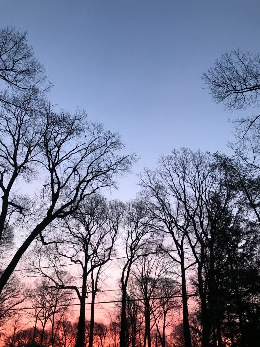 silhouette trees