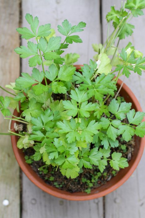 parsley plant